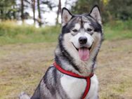 MuBalu - Alaskan Malamute - 2 Jahre - Tierhilfe Franken e.V. - Lauf (Pegnitz) Zentrum