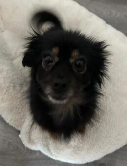 Melissa❣️ Sucht ihre Lieblingsmenschen - Spenge