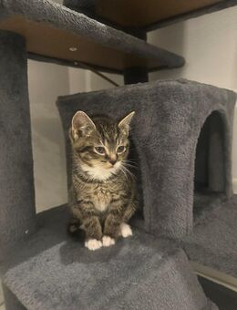 Bkh mix kitten - Marl (Nordrhein-Westfalen)
