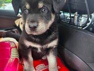 Labrador-Husky Welpen - Mönchengladbach