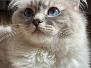 Ragdoll Persian Kitten ( Pure breed ) - Berlin