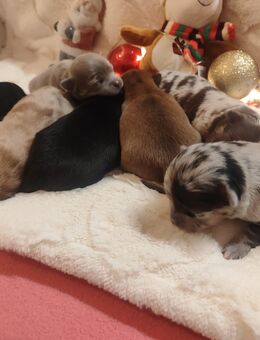 Unser D Wurf ist da, 7 wunderschöne Chihuahua Welpen,seltene Farben ! - Leipzig Südwest