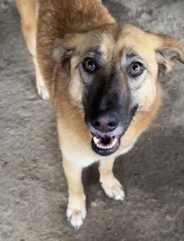 MEG - sie braucht aktive Menschen - Dänischenhagen