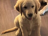 Noch 1 süßer Goldenretriever Welpe ( 1Rüde) - Neuruppin