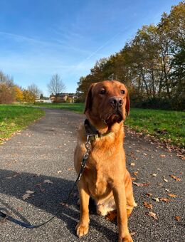 Foxred Labrador Rüde "Hugo" sucht ein liebevolles, passendes Zuhause - Leverkusen
