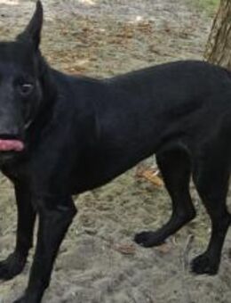 KOZMA - Black Beauty sucht sein Glück - Wettenberg