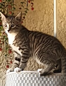 Katze 12 Wochen alt abzugeben - Plankstadt