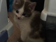 EKH Siam-Ragdoll mix - Schleiden