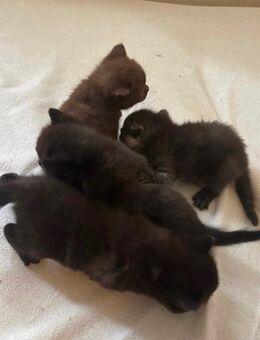 British Kurzhaar Kitten BKH - München Schwanthalerhöhe