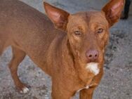 Lieber ruhiger Hund Monte - München