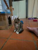 Maine Coon Kitten 10 Wochen alt ab 13.11 auszugsbereit in 67577