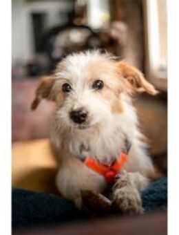 Samy - wartet 74535 Mainhardt - Oberwies