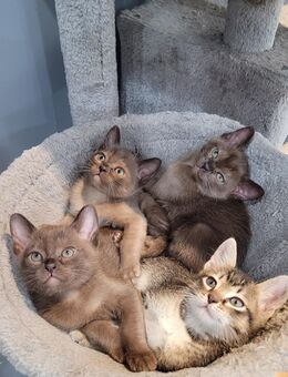 Babykatzen von Burma - Nürnberg