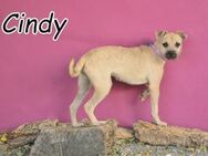 Lösen Sie gemeinsam mit Cindy das Rätsel - Essingen (Rheinland-Pfalz)