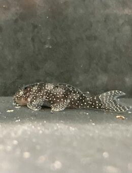 L 262 Hypancistrus sp. Perlhuhn-Harnischwels - Sulingen Zentrum