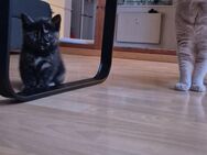 Kitten zu verkaufen - Salzgitter