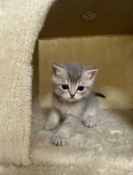 BKH Kitten - Rodenberg