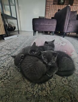 BKH kitten zu verkaufen - Bovenden