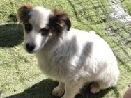 SISSY, ein hilfloses Hundebaby - Hof
