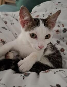 Klara sucht ein liebevolles Zuhause - Blankenheim (Nordrhein-Westfalen)