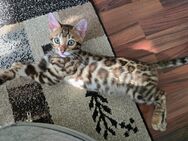 Bengal Kitten / Bengalkitten - Duisburg