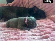 Französische Bulldogge - Troisdorf Zentrum