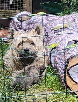 Cairnterrier vom falkenhof Welpen - Niederkrüchten