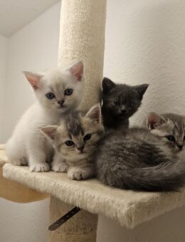 Britisch Kurzhaar Kitten - Singen (Hohentwiel)