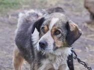 Kubik❤️sucht Pflege- oder Endstelle - Rott (Inn)