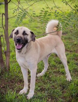 AUGUSTUS - selbstbewußt und neugierig - Overath
