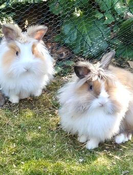 Abby und Luna - Löwenköpfchen - 5 Monate - Tierhilfe Franken e.V. - Lauf (Pegnitz) Zentrum