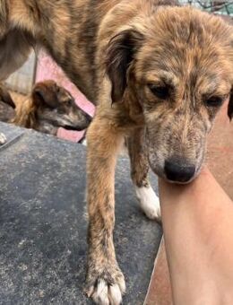 🌿Verspielter Oakley sucht dich🌿 - Eislingen (Fils)