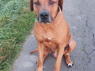 Rhodesian Ridgeback Mix Welpen - Stemwede