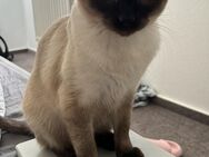 Siamkatze abzugeben - Hammelburg