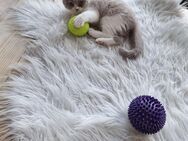 Bkh Reinrassige Kitten suchen eine Liebevoller Familie - Lippstadt