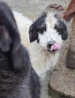 Ginelli 62 cm - Alpenrod