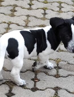 Jack Russell Welpen - Röckingen