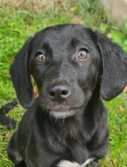 schwarze Maus sucht ein Zuhaus ❤️ - Winsen (Aller)