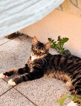Katze Luzi sucht Zuhause mit Freigang - Berlin Treptow-Köpenick