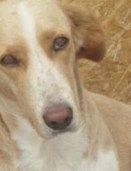 Ampi mit dem treuen Blick 🐾 - Elsdorf (Nordrhein-Westfalen)