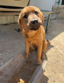 Sanfte Karmi - Beckingen