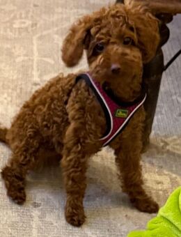 Zauberhafte Toypudel-Hündin sucht liebevolles Zuhause - München Feldmoching-Hasenbergl