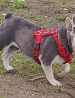 Franz-bulldog jungrüde mit Nase sucht - Rehna Zentrum