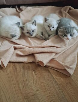 🐾 4 Babykatzen zu verkaufen – 2 Kater & 2 Katzen, 2 Monate alt 🐾 - Lahnstein