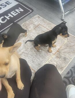 Chihuahua Welpen - Albbruck