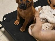 Rhodesian Ridgeback Welpen in Braun Weizen und Fawn suchen demnächst ein neues 4 ever Home - Nienhagen (Niedersachsen)