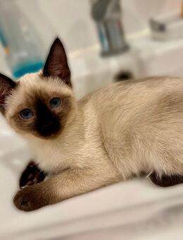 4 (1) zauberhafte Siam Kitten suchen ein liebevolles Zuhause - Münsingen