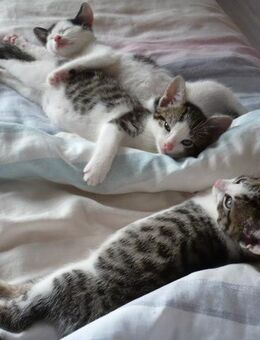 3 Kater (12 Wochen alt) suchen ein Zuhause - Bad Bramstedt
