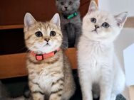 Zuckersüße verschmuste BKH Kitten abgabebereit - Berlin