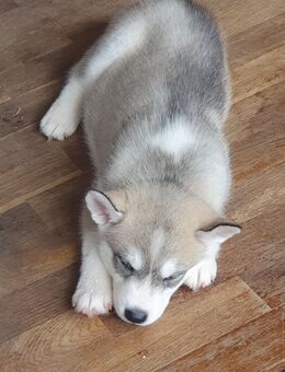 Siberian Husky Welpen - Schwäbisch Hall